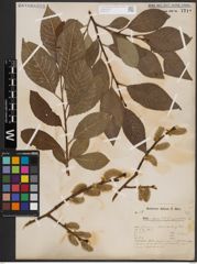 Foto von Salix caprea L.
